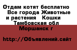 Отдам котят бесплатно  - Все города Животные и растения » Кошки   . Тамбовская обл.,Моршанск г.